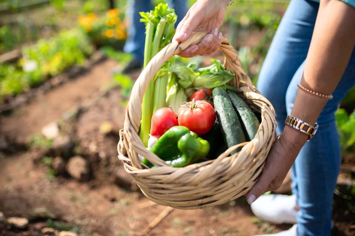 La technique japonaise pour garder les légumes frais